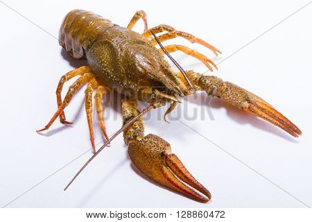 Crayfish on a white background. Crayfish isolated on white