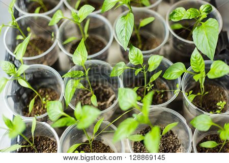 Pepper seedlings growing in pots - selective focus