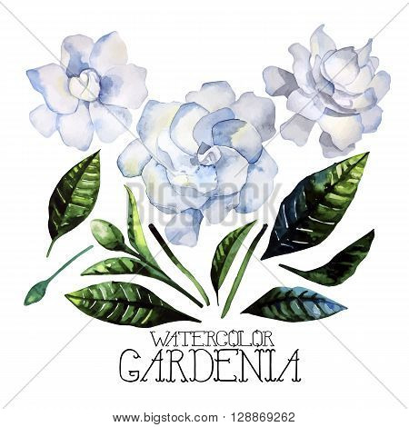 Watercolor gardenia set isolated on white background. Vector floral design
