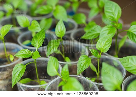 Pepper seedlings growing in pots - selective focus