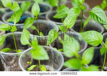 Sprout of green pepper, planted in the ground