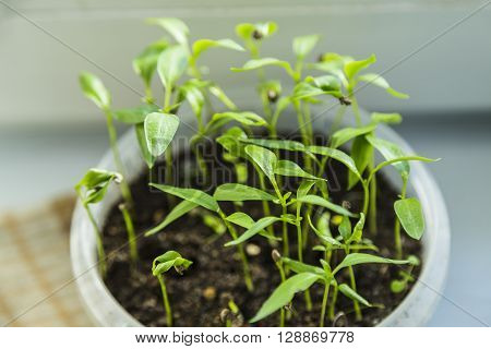 Young fresh seedlings near window in white pot