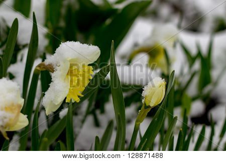 the fully opened flower Bud of a daffodil in spring in the snow
** Note: Shallow depth of field