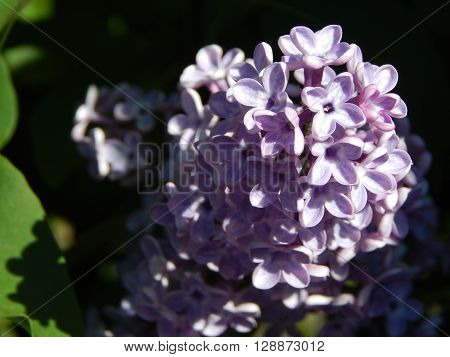 Flowers and composition in the garden at the cottage