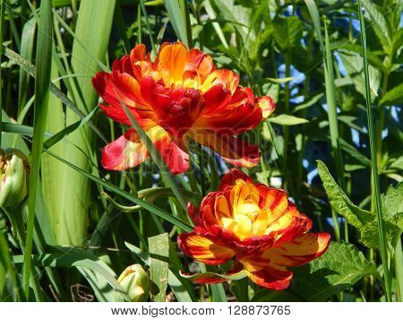 Spring flowers are blooming in the garden in the sun