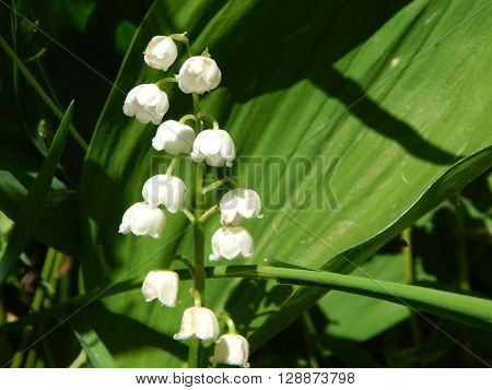 Spring flowers are blooming in the garden in the sun