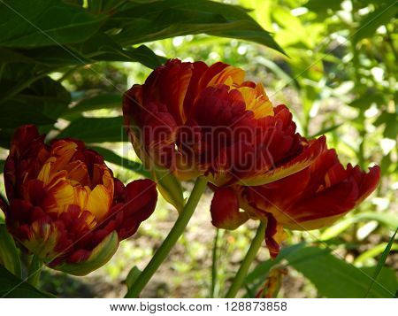 Spring flowers are blooming in the garden in the sun