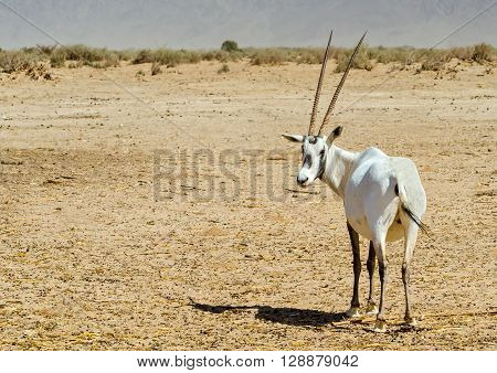 Antelope, Arabian oryx (Oryx leucoryx) in desert nature reserve, 35 km north of Eilat, Israel