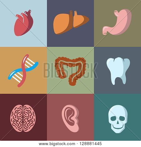 Internal human organs flat vector icons set. Anatomy organ, medical organ human, icon organ illustration