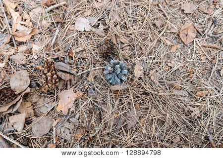 pine needles and leaves on the background.