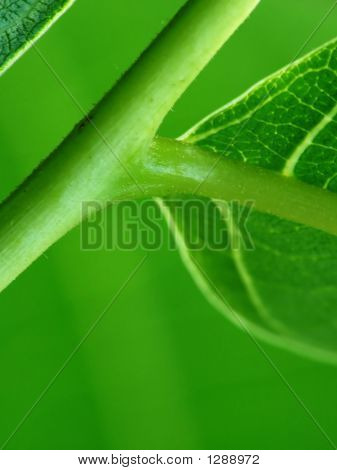 Pianta