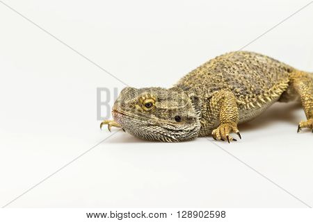 Closeup side view of Agama lizard lyiing on a light background. Agama has bowed head. The free space fot your text is on the left side of the photo.
** Note: Shallow depth of field