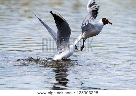 Mediterranean Gulls in small natural lake near Kaliningrad, Russia
