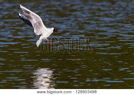 Mediterranean Gulls in small natural lake near Kaliningrad, Russia
