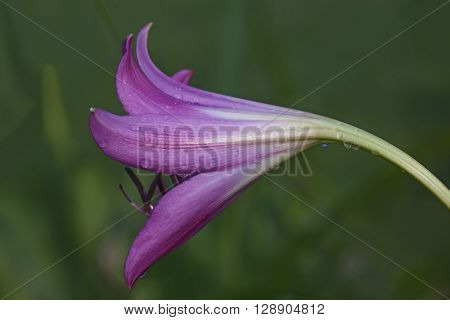 Swamp lily (Crinum x powellii). Hybrid between Crinum bulbispermum and Crunum moorei. Close up image of flower