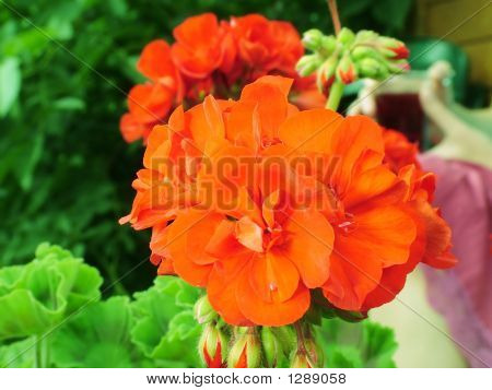 Fiore