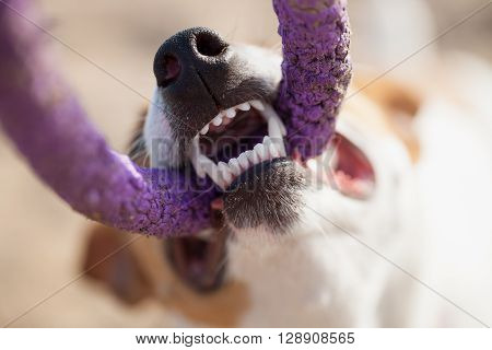 Little Jack Russell Terrier Dog Playing With Puller Toy