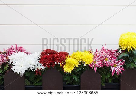 Decorative Flowers Outside The House. Copy Space On White Background