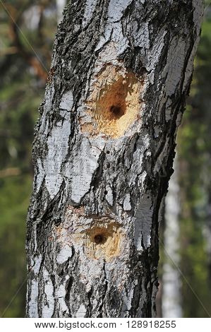 The trunk of a Birch tree with holes made by a Woodpecker bird during the search of the larvae of bark beetle