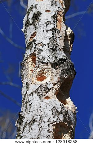 The trunk of a Birch tree with holes made by a Woodpecker bird during the search of the larvae of bark beetle