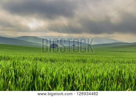Between Apulia and Basilicata.Hilly landscape with corn field immature, dominated by clouds (Italy).In the background farmhouses shrouded in haze.