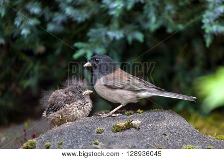Dark-eyed Junco bird mother and baby chick perched on rock in garden backyard in Oregon