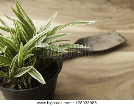 black plastic pot of Chlorophytum comosum with spade on wood background