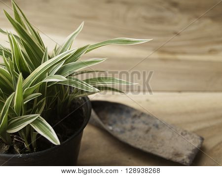 black plastic pot of Chlorophytum comosum with spade on wood background
