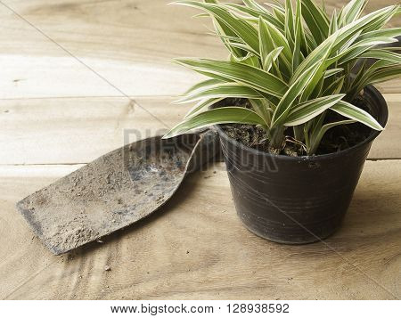 black plastic pot of Chlorophytum comosum with spade on wood background