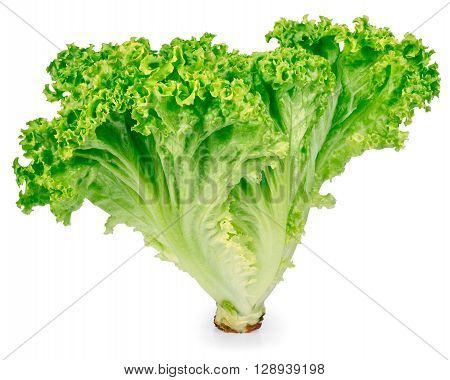 vertical sheaf of green fresh lettuce closeup isolated on white. Healthy food vegetable green organic salad