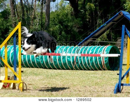 国境 Collie03
