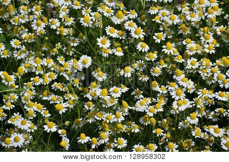 Closeup of fresh blooms of chamomile in a sunny spring day