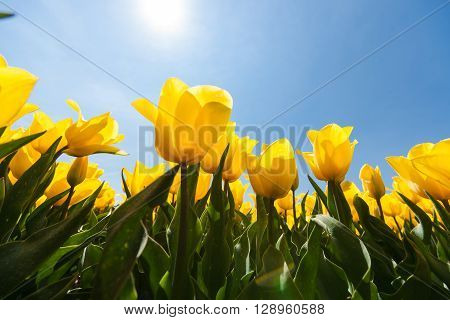 Field with special yellow tulips against blue sky and bright backlight. Photographed from below as frog perspective.