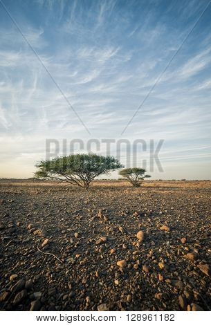 Acacia tree on a stark landscape against blue sky. Arabian landscape. Stock photography.