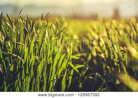 Green Rye Field