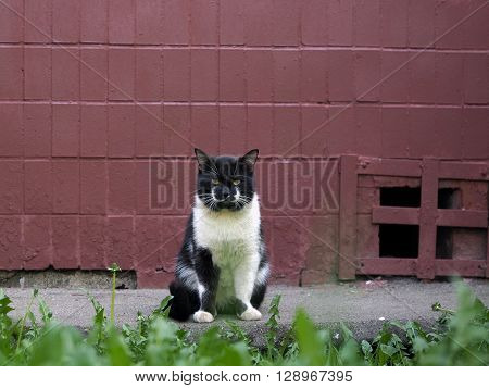 Street cat sitting on the pavement against a wall at home. The cat is black with a white pattern on the face. Sick animals, eyes fester. The concept of the problem of stray animals in the cities.