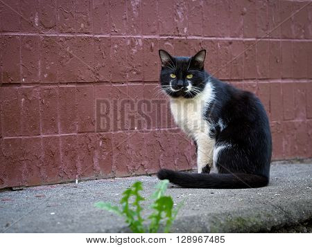 Street cat sitting on the pavement against a wall at home. The cat is black with a white pattern on the face. Sick animals, eyes fester. The concept of the problem of stray animals in the cities.