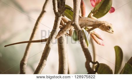 Indian Chameleon (Chamaeleo zeylanicus) on tree branch.