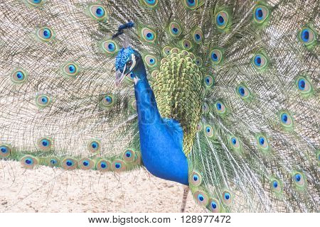 Pavo cristatus Indian peafowl, resting relaxed, colorfull
** Note: Soft Focus at 100%, best at smaller sizes