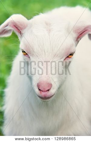 Small white goatling on the meadow. Close up