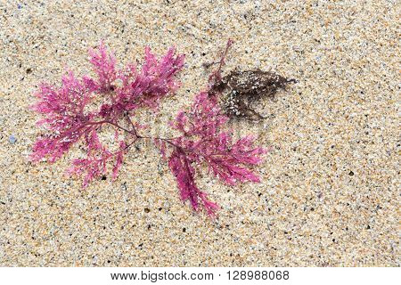 Red seaweed or Callophyllis laciniata as found on the beaches of Scotland, Isle of Lewis and Harris