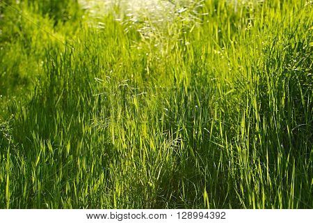 Grassblades closeup on a field