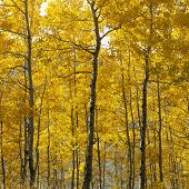 Aspen trees in yellow fall color in Wyoming.