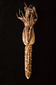 Ear of multicolored Indian corn against black background.