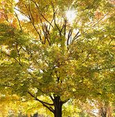 Maple tree in autumn with colorful leaves.