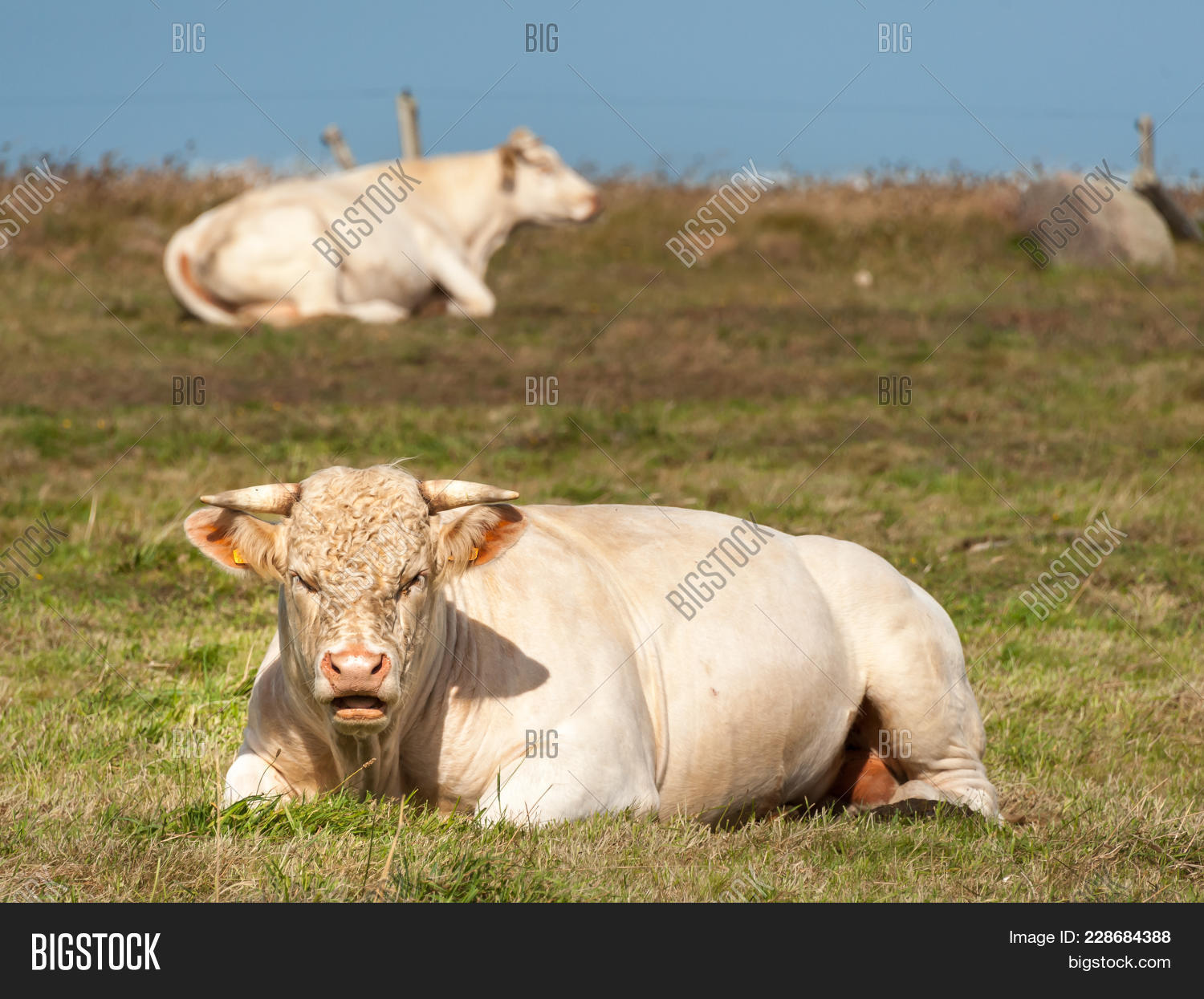 White Ruminating Cow Image & Photo (Free Trial) Bigstock