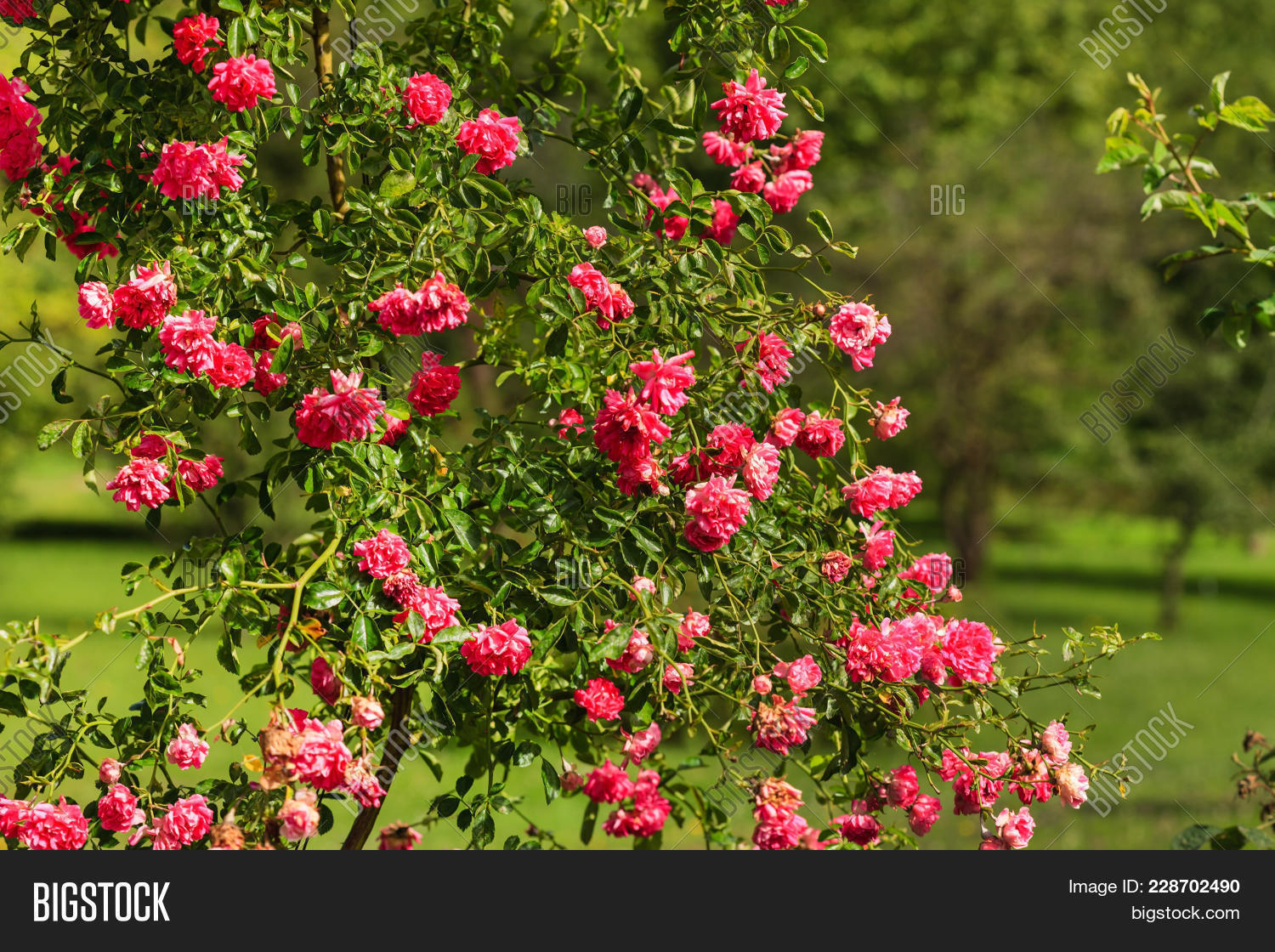 pink roses in garden powerpoint template pink roses in garden garden powerpoint background