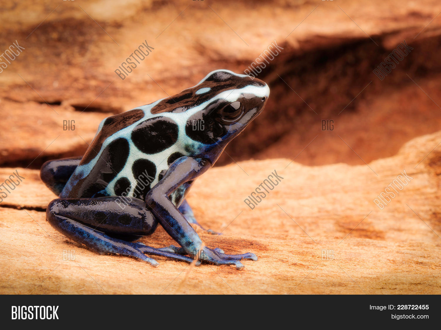 White Poison Dart Frog Image & Photo (Free Trial) | Bigstock