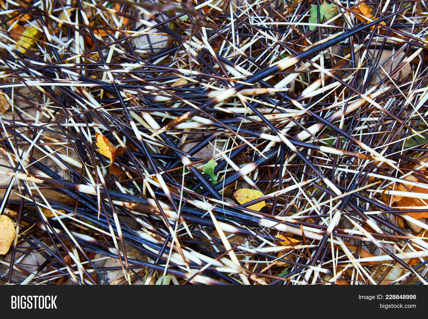 porcupine quills powerpoint template powerpoint template porcupine