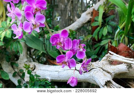 Exotic Phalaenopsis Schilleriana Orchid Grows And Blooms In The Tropical Garden. Beautiful Orchids F